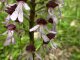 016 Orchis purpurea