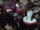 Russula atropurpurea