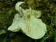 Russula densifolia