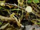 Alnicola melinoides
