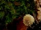 Lycoperdon echinatum