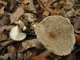 Lactarius blennius