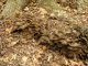 Ramassage en forêt de Marly : Grifola frondosa