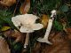 clitocybe geotropa