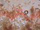 Inocybe phaeoleuca - spores et cystides