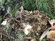Grifola frondosa - Poule des bois