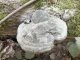 Fomes fomentarius