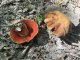 Neoboletus erythropus