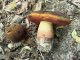 Neoboletus erythropus