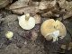 Russula violeipes