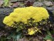 Fuligo septica