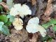 Lactifluus piperatus