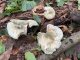 Russula virescens