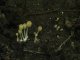 Coprinellus disseminatus