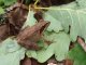Grenouille agile