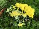 Fuligo septica - la fleur de tan (Myxomycète)