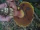 Boletus erythropus