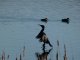 Grand cormoran et Canards chipeaux