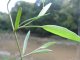 Ranunculus flammula - feuilles