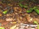 Russula nigricans