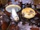 russula ochroleuca