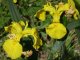 iris pseudacorus, fleurs