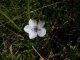 Linum tenuifolium - fleur