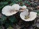 clitocybe_geotropa