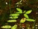 Persicaria amphibia - feuilles flottantes