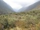 Conférence - Découverte de la flore des Hautes Andes du Pérou