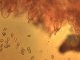 psathyrella spadicea - spores, cystides