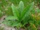 pulmonaria longifolia, feuillesbasales