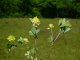 Trifolium campestre vs T. dubium