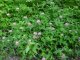 Trifolium medium 15 juillet