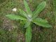Verbascum pulverulentum, rosette (30/5/18)