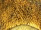 Cyanoboletus pulverulentus - pores en bord de stipe
