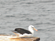 Albatros à sourcils noirs - Helgoland