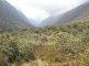 Conférence - Découverte de la flore des Hautes Andes du Pérou