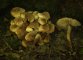 Gymnopus fusipes