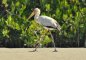 Tantale ibis (photo © R. Ruff)
