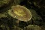 russula vesca