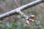 Prunus avium - bourgeons floraux