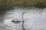 Cygne chanteur - Cygnus cygnus