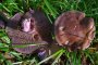 Cortinarius purpurascens