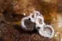 Schizophyllum commune