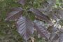 Fagus sylvatica f. purpurea