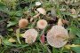 clitocybe fragrans