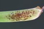 Uromyces hyacinthi - Rouille de la jacinthe des bois (Hyacinthoides non-scripta)