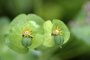 Euphorbia amygdalis