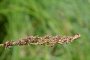 Carex paniculata - Laîche paniculée (inflorescence)